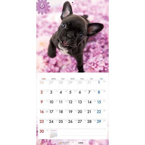 【おまけCL付】フレンチ・ブルドッグ PICTWAN (ピクトワン) カレンダー DOG 【S版】 2024年カレンダー 24CL-50037S｜softya2｜10