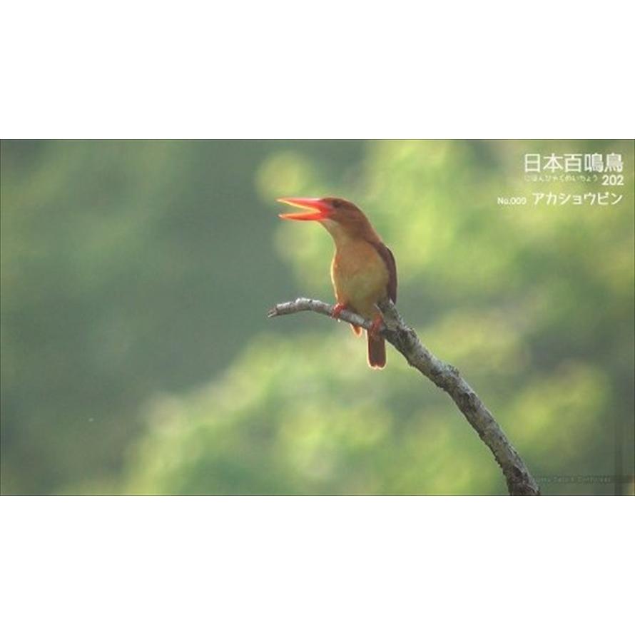 新品 シンフォレストDVD 日本百鳴鳥 202 映像と鳴き声で愉しむ野鳥図鑑 / (DVD) SDB13-TKO｜softya2｜02