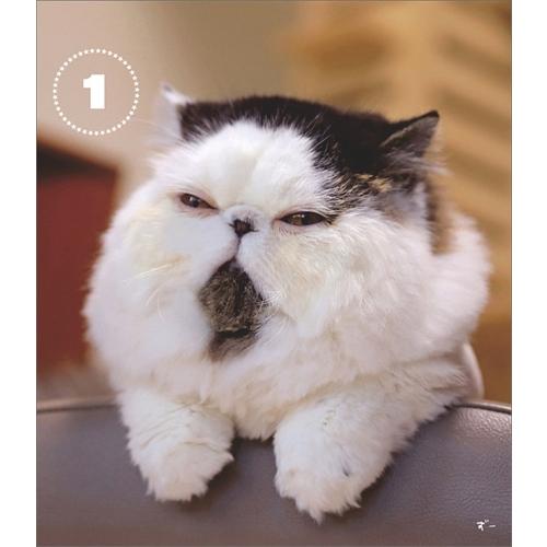 新作続 卓上 ハンパない猫万年日めくり 21年カレンダー 21cl 4041 Globescoffers Com