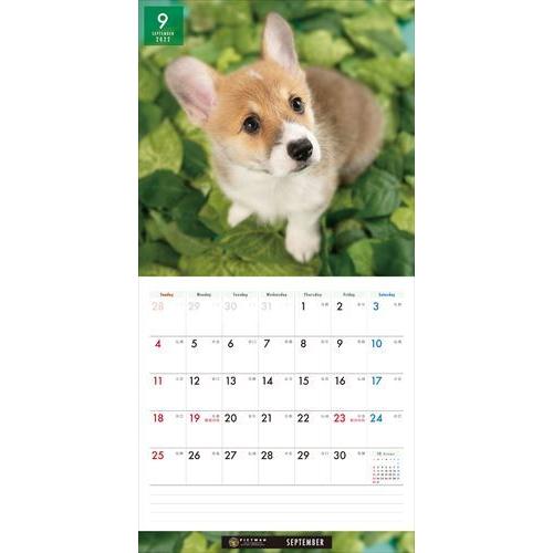 お買い得 ウェルシュ コーギー Pictwanカレンダー22年 Dog 22年カレンダー 22cl
