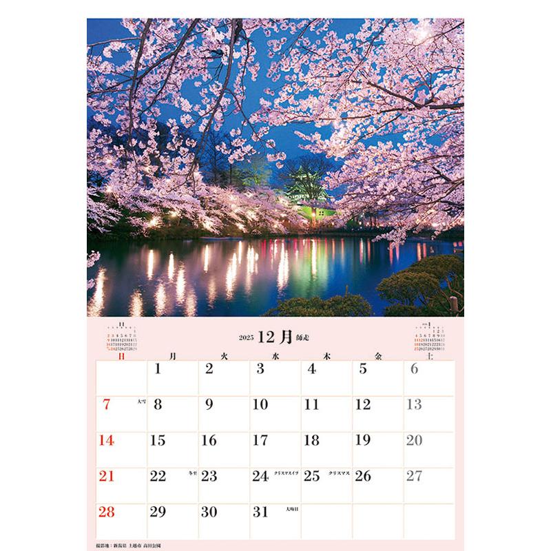 残りわずか!!】ジャンボ「日本の桜」スケジュール 2025年 壁掛け