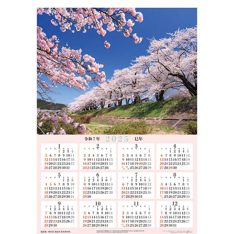 残りわずか!!】ジャンボ「日本の桜」スケジュール 2025年 壁掛け