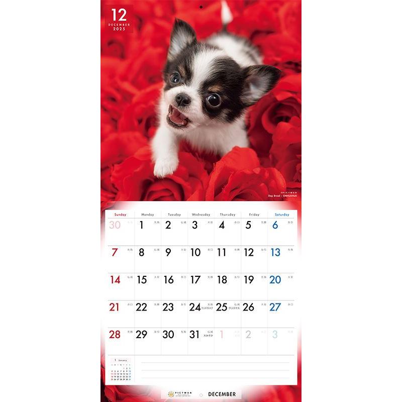 残りわずか!!】【おまけCL付】チワワ PICTWAN (ピクトワン) カレンダー