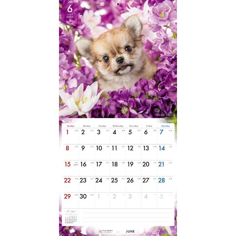 残りわずか!!】【おまけCL付】チワワ PICTWAN (ピクトワン) カレンダー