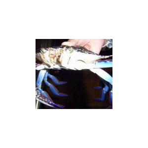 蟹網　魚網　カニアミ　サカナ網　28個 カニ網