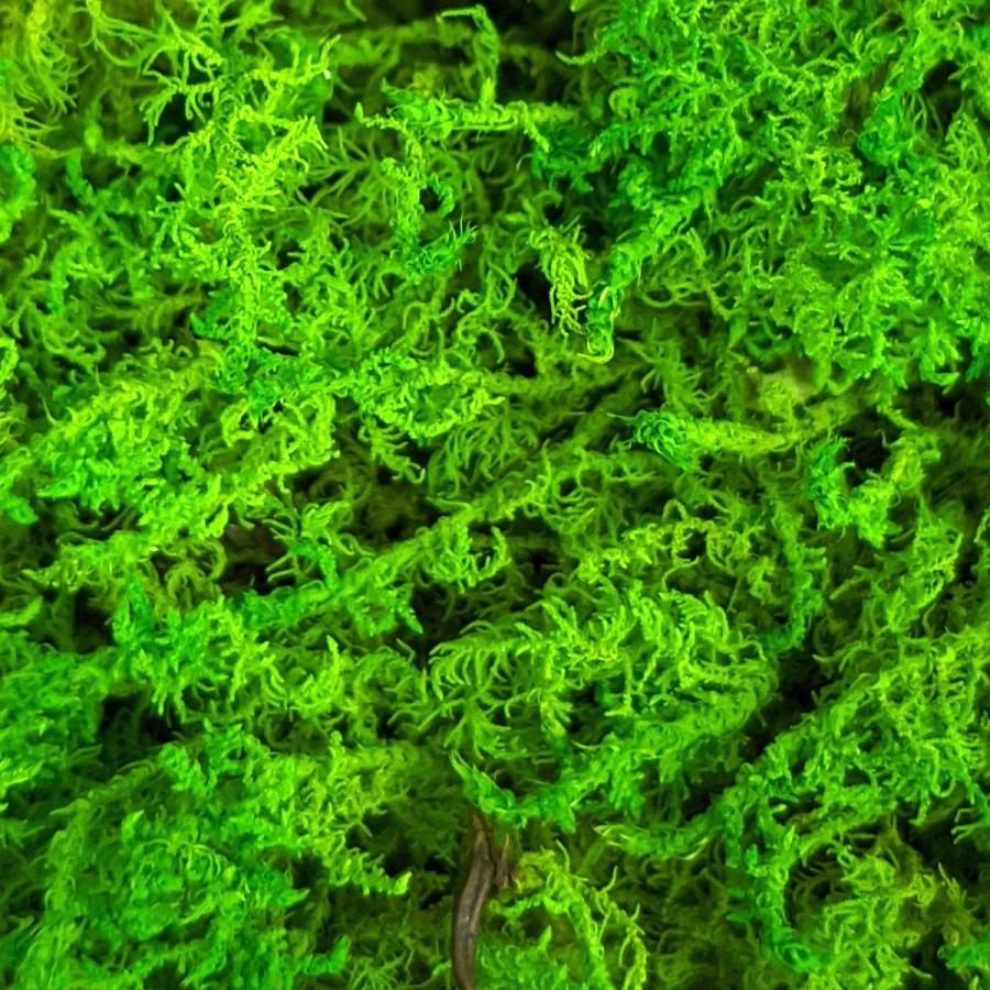 盆栽 苔プリ シノブゴケ 小分け プリザーブド 花材 コケ ジオラマ 苔玉 モスボール ハンドメイド テラリウム 苔 Kp003 お花の贈り物そらーる 通販 Yahoo ショッピング
