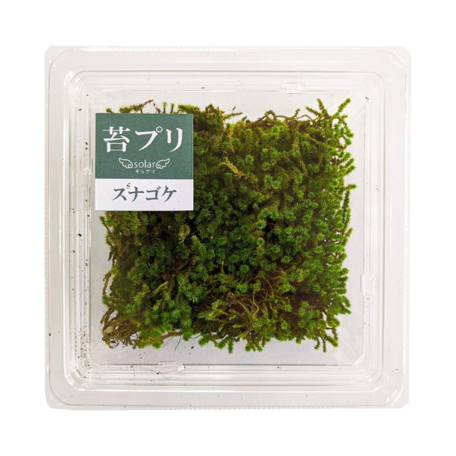 盆栽 苔プリ スナゴケ 小分け プリザーブド 花材 コケ ジオラマ 苔玉 モスボール ハンドメイド テラリウム 苔 Kp005 お花の贈り物そらーる 通販 Yahoo ショッピング