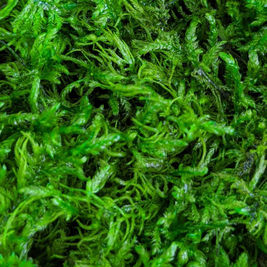 盆栽 苔プリ ツヤゴケ 小分け プリザーブド 花材 コケ ジオラマ 苔玉 モスボール ハンドメイド テラリウム 苔 Kp006 お花の贈り物そらーる 通販 Yahoo ショッピング