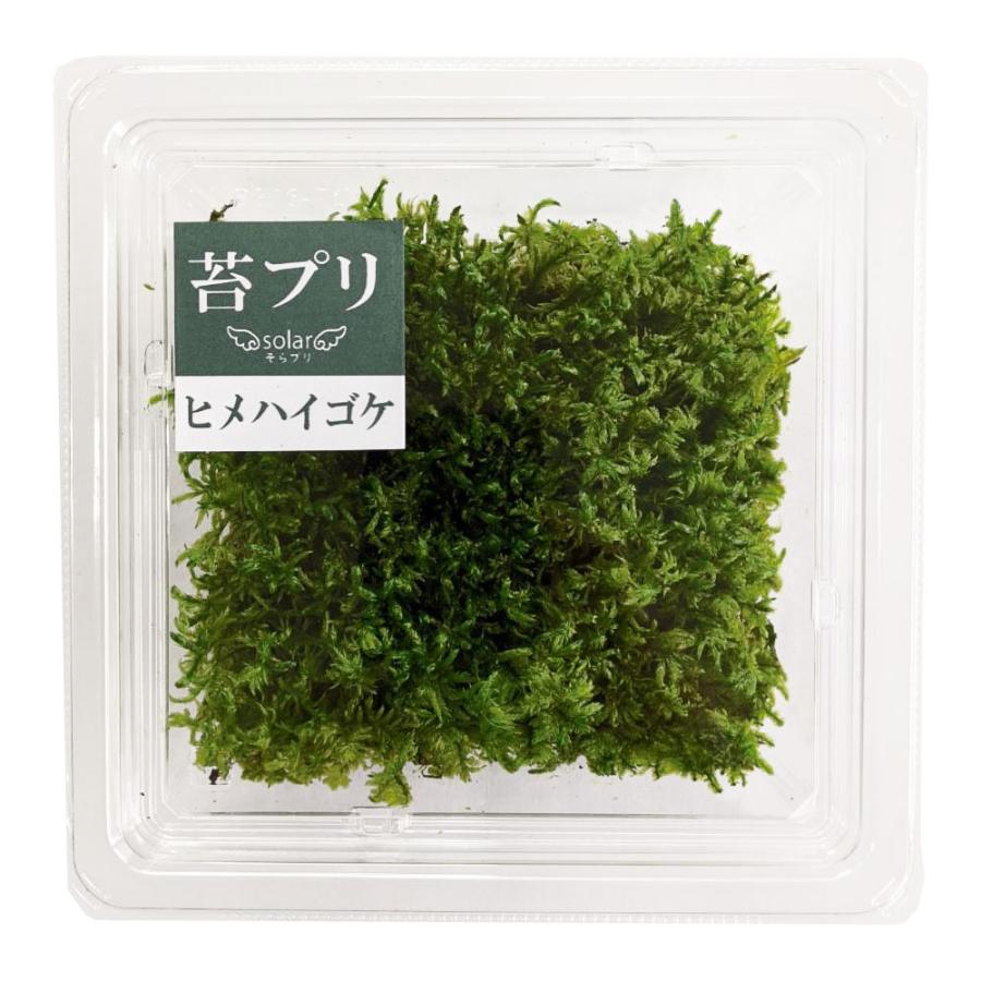 盆栽 苔プリ ヒメハイゴケ 小分け プリザーブド 花材 コケ ジオラマ Kp007 お花の贈り物そらーる 通販 Yahoo ショッピング