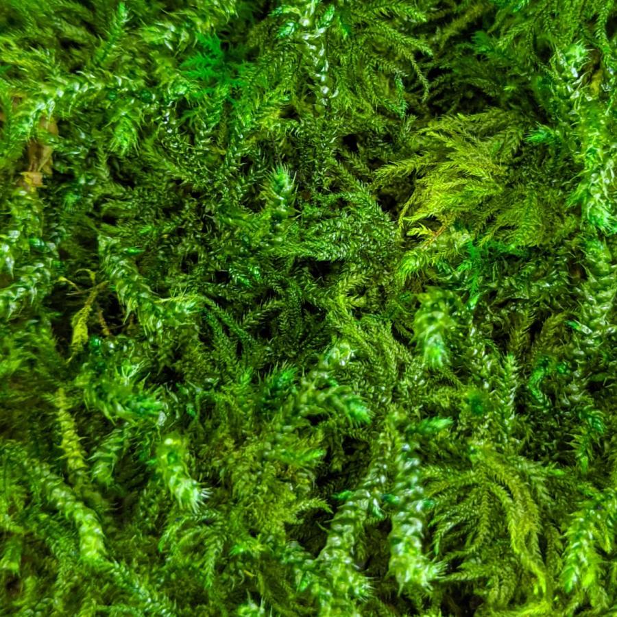 盆栽 苔プリ フトリュウビゴケ 小分け プリザーブド 花材 コケ ジオラマ 苔玉 モスボール ハンドメイド テラリウム 苔 Kp008 お花の贈り物そらーる 通販 Yahoo ショッピング