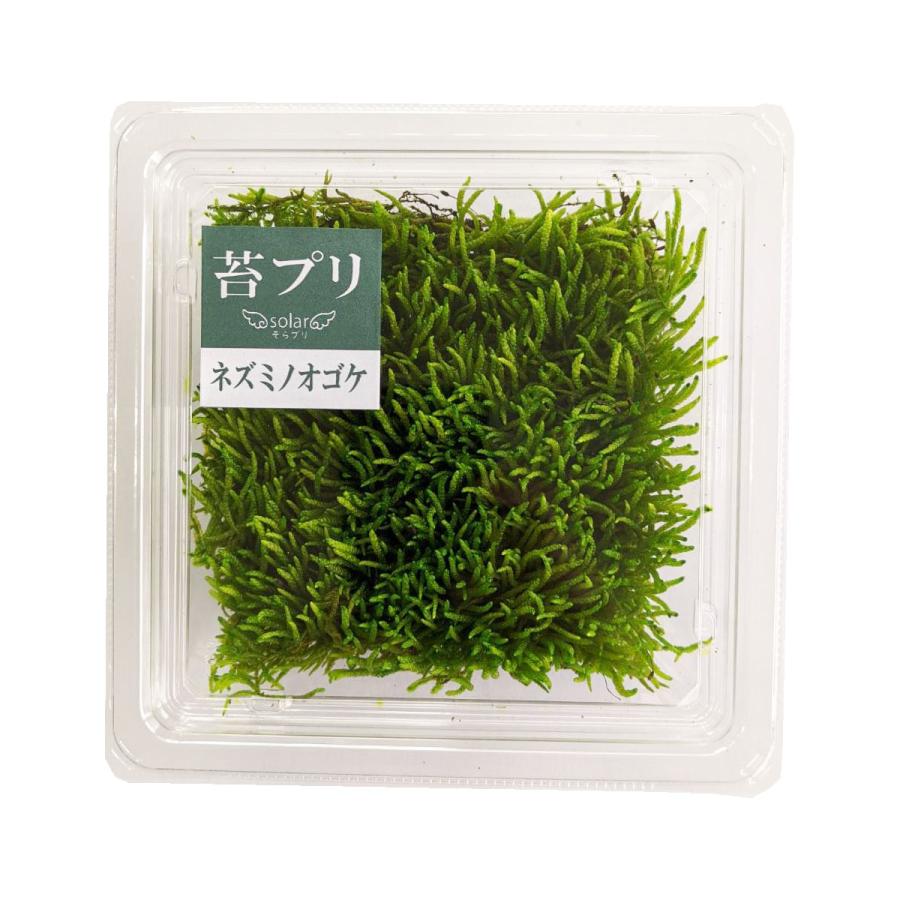 盆栽 苔プリ アオギヌゴケ 小分け プリザーブド 花材 コケ ジオラマ 苔玉 モスボール ハンドメイド テラリウム 苔 Kp009 お花の贈り物そらーる 通販 Yahoo ショッピング