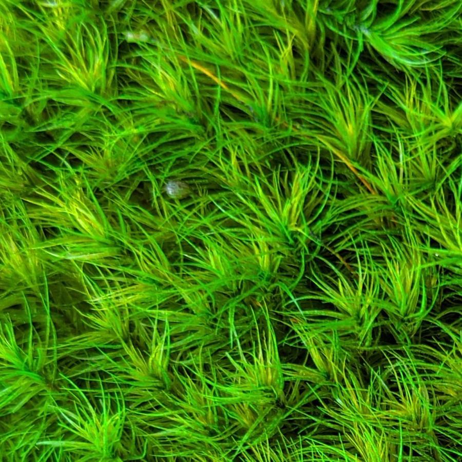 盆栽 苔プリ タマゴケ グリーン 小分け プリザーブド 花材 コケ ジオラマ Kp014 お花の贈り物そらーる 通販 Yahoo ショッピング