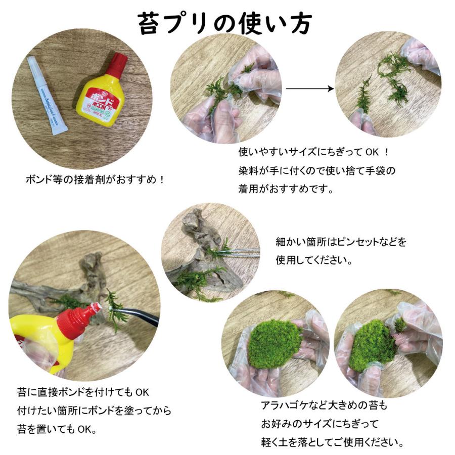 盆栽 苔プリ タマゴケ モスグリーン 小分け プリザーブド 花材 コケ ジオラマ Kp015 お花の贈り物そらーる 通販 Yahoo ショッピング