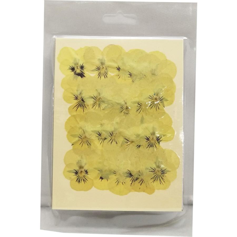 お花の贈り物そらーるクリアリウム 押し花 ビオラs クリーム 24輪 草花 固まるハーバリウム 通販