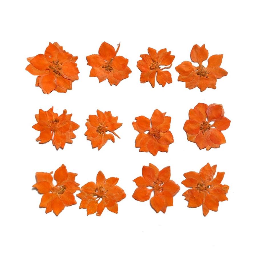 固まるハーバリウム クリアリウム ラークスパー オレンジ 12枚 押し花 葉 Os0042 お花の贈り物そらーる 通販 Yahoo ショッピング