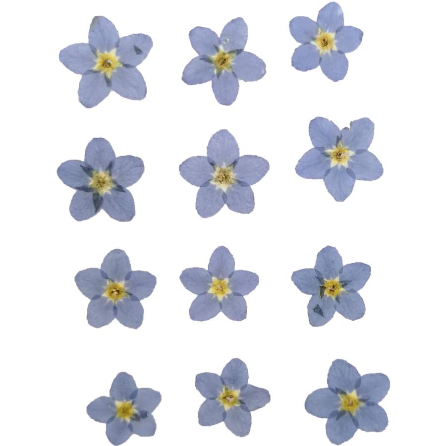 押し花 ドライフラワー わすれな草 ナチュラル 12枚 固まるハーバリウム クリアリウム Os0069 お花の贈り物そらーる 通販 Yahoo ショッピング