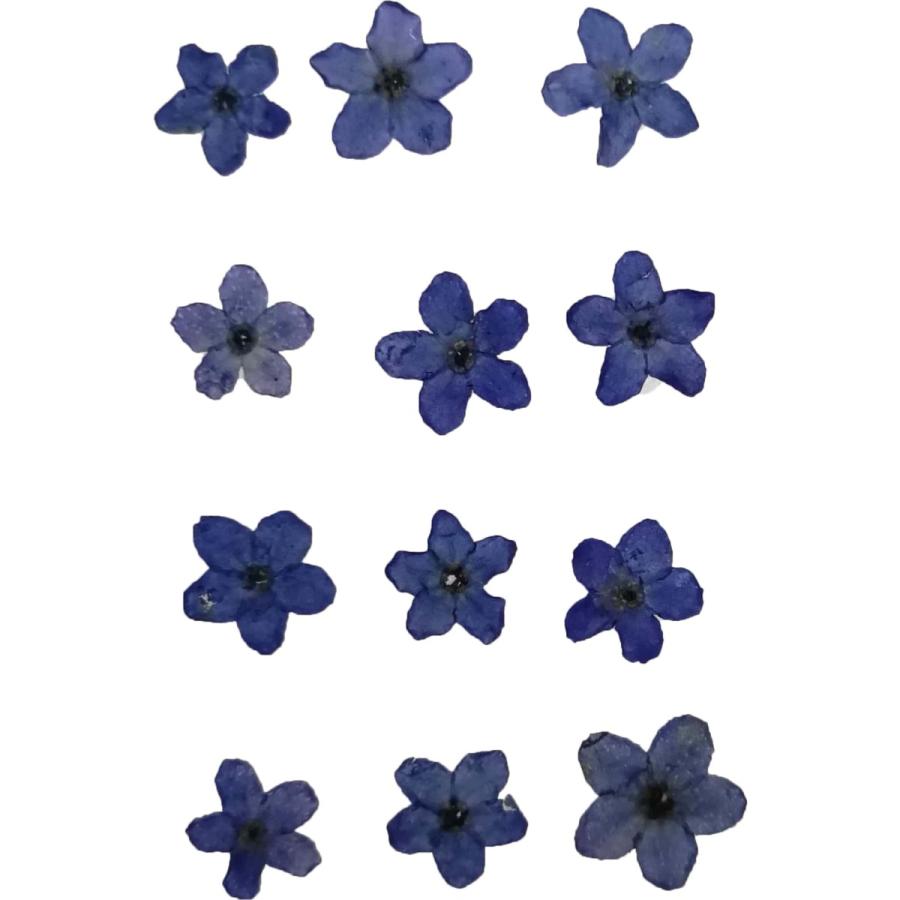 押し花 ドライフラワー わすれな草 ネイビー 12枚 固まるハーバリウム クリアリウム :os0073:お花の贈り物そらーる - 通販 -  Yahoo!ショッピング
