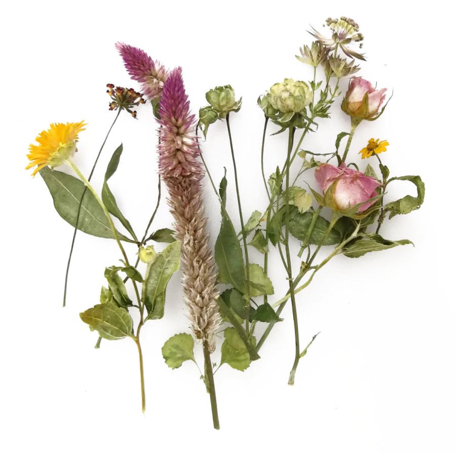 そらプリ ドライフラワー 花材 そらプリ 野の花ドライ おまかせアソート 小分け お花 シリカ Spdc0003 お花の贈り物そらーる 通販 Yahoo ショッピング