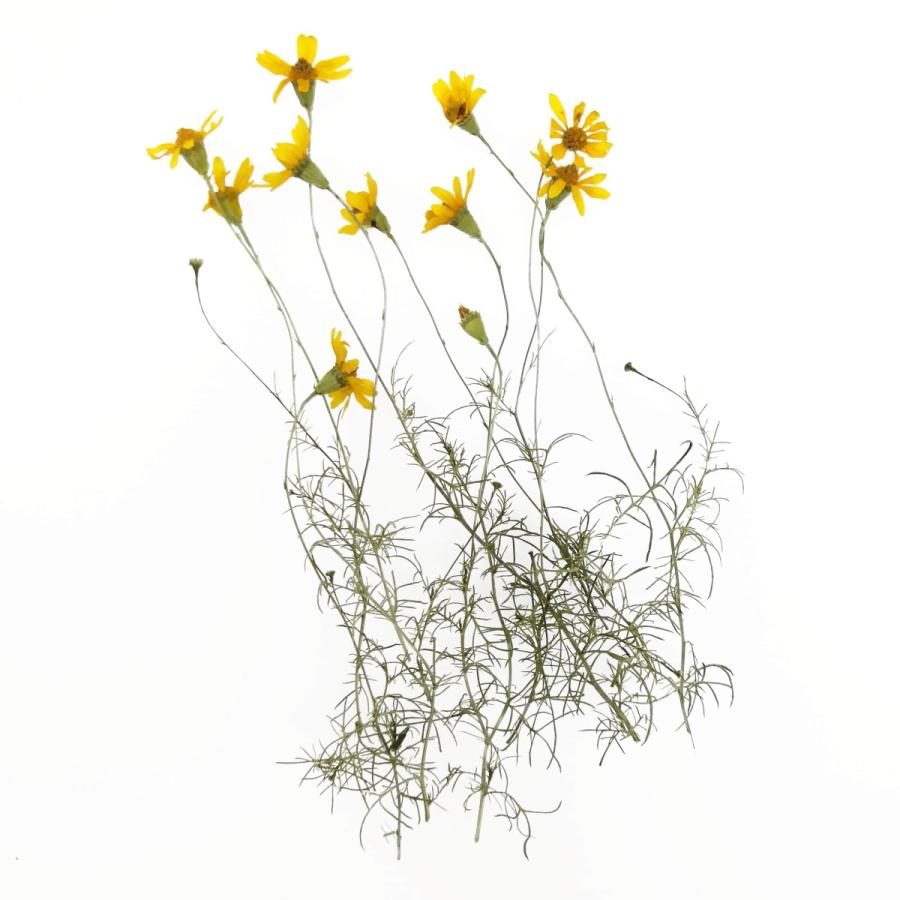 そらプリ ドライフラワー 花材 そらプリ 野の花ドライ ダールベルクデージー 10本 お花 シリカ Spdc0009 お花の贈り物そらーる 通販 Yahoo ショッピング