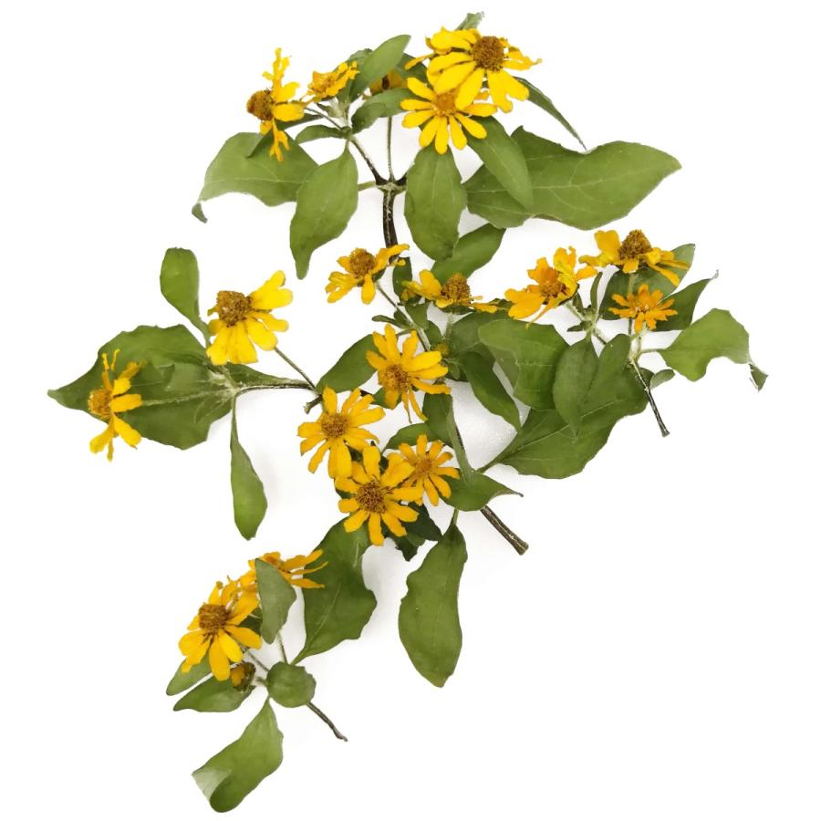 そらプリ ドライフラワー 花材 そらプリ 野の花ドライ カレンジュラ フユシラズ 5本 お花 シリカ Spdc0011 お花の贈り物そらーる 通販 Yahoo ショッピング