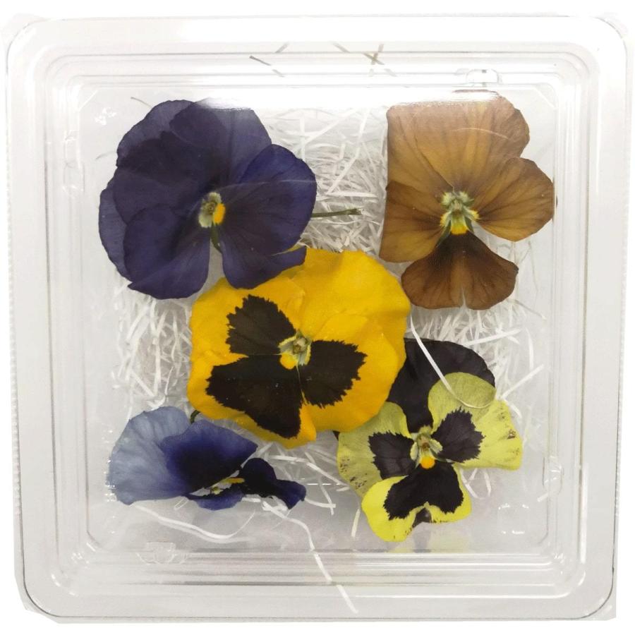 そらプリ ドライフラワー 花材 そらプリ 野の花ドライ パンジー 5輪 アソート フロテックス Spdc0016 お花の贈り物そらーる 通販 Yahoo ショッピング