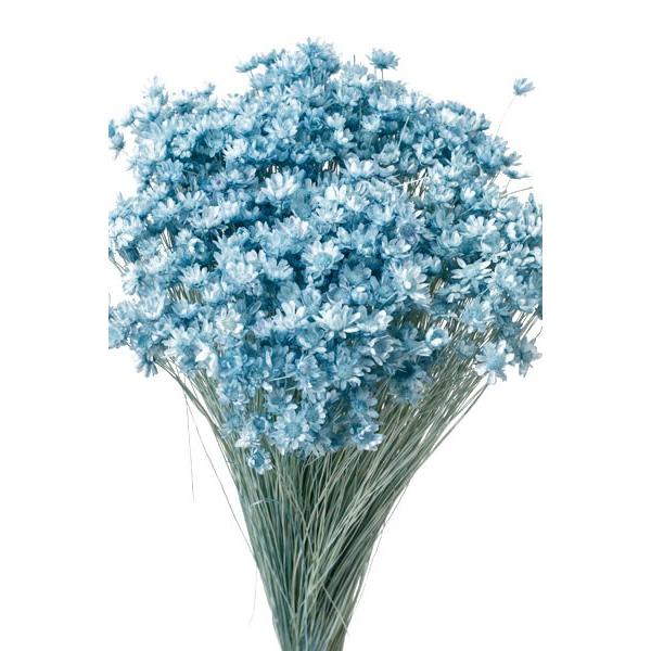 そらプリ ドライフラワー 花材 スターフラワー 物品 大地農園 ベビーブルー ミニ 小分け