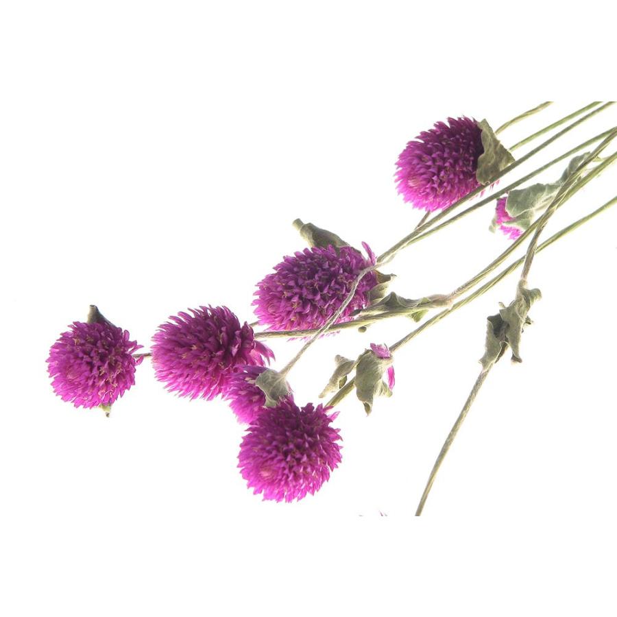 ドライフラワー 花材 千日紅 フレンチパープル 小分け約7 8輪 そらプリ Spds0081 お花の贈り物そらーる 通販 Yahoo ショッピング