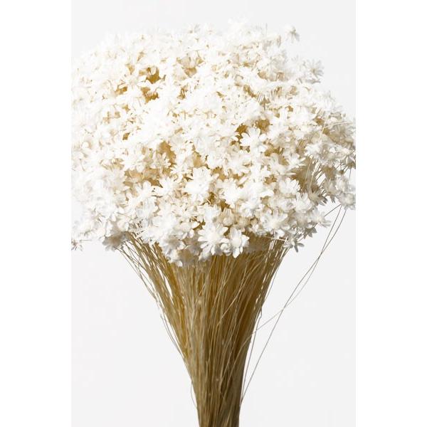 そらプリ ドライフラワー 花材 スターフラワー ミニ 白 小分け ホワイト お花 材料 大地農園