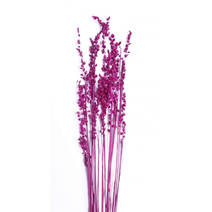 ドライフラワー 花材 ブリーザ ダークピンク 小分け フロールエバー花材 :spds0111:お花の贈り物そらーる - 通販 - Yahoo!ショッピング ドライフラワー 花材 ブリーザ ダークピンク 小分け フロールエバー花材 :spds0111:お花の贈り物そらーる - 通販 - Yahoo!ショッピング