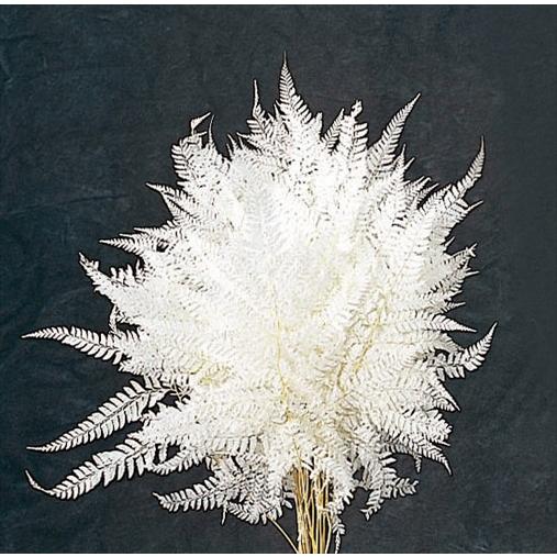 99円 限 定 販 売 プリザーブド 花材 ヒメワラビ 白 小分け2本分 羊歯 大地農園