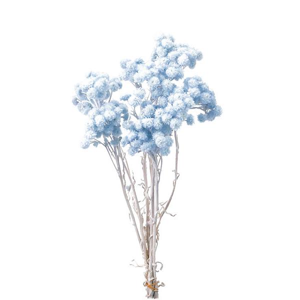 165円 レビューを書けば送料当店負担 大地農園 ドライフラワー 花材 イモーテル ベビー ブルー 小分け 材料 青 水色