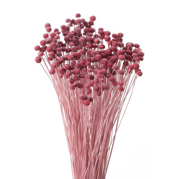 期間限定特価品 そらプリ ドライフラワー 花材 ピンキーボタン クラシックローズ 小分け 材料 資材 ホワイト お花 少量