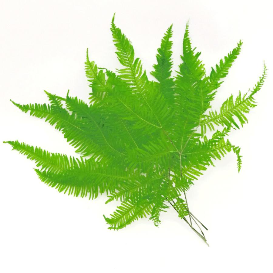 ドライフラワー 花材 山シダ ビビットグリーン 5枚 そらプリ Spfc0127 お花の贈り物そらーる 通販 Yahoo ショッピング