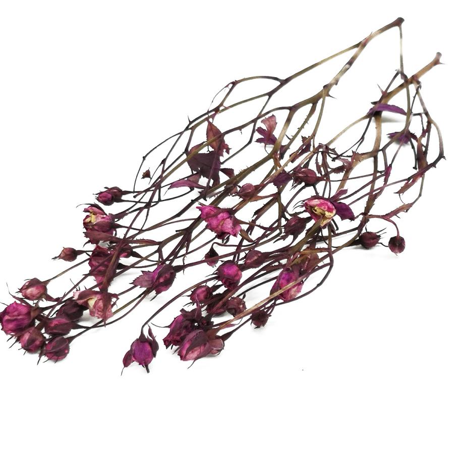 激安正規 プリザーブドフラワー 花材 リトルローズ ブリリアントピンク 約10輪 そらプリ Cisama Sc Gov Br