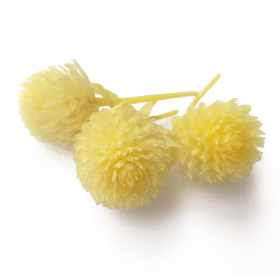 そらプリ 花材 千日紅 プリザーブド ヘッド モーニングイエロー 3輪 小分け 黄色 大地農園 Smoolco