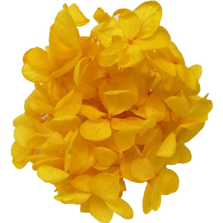 プリザーブドフラワー 花材 ピラミッドアジサイ ビビットイエロー 小分け そらプリ 花材 紫陽花 青 鮮やか Spps02 お花の贈り物そらーる 通販 Yahoo ショッピング