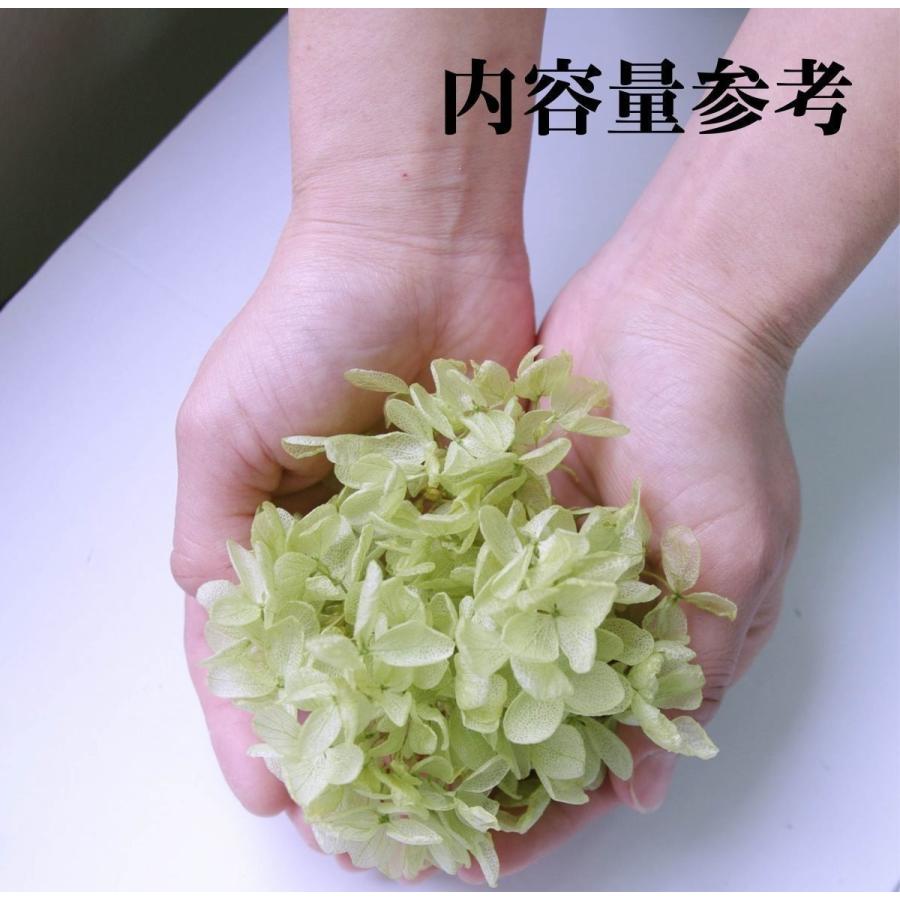 プリザーブドフラワー 花材 ピラミッドアジサイ エメラルドグリーン 小分け そらプリ 花材 紫陽花 赤 鮮やか Spps07 お花の贈り物そらーる 通販 Yahoo ショッピング