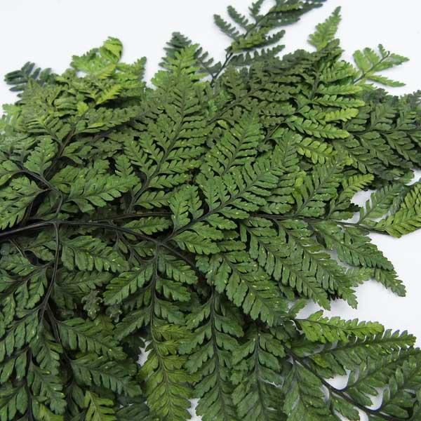 プリザーブドフラワー 花材 ミニファーン シダ 羊歯 グリーン 小分け 3枚入 Artflor X1 Dj0106 122 お花の贈り物そらーる 通販 Yahoo ショッピング
