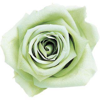 ピッコラブロッサムローズ ミントグリーン 小分け 1輪入 プリザーブドフラワー 材料 花材 X1 Fl 041 11 お花の贈り物そらーる 通販 Yahoo ショッピング