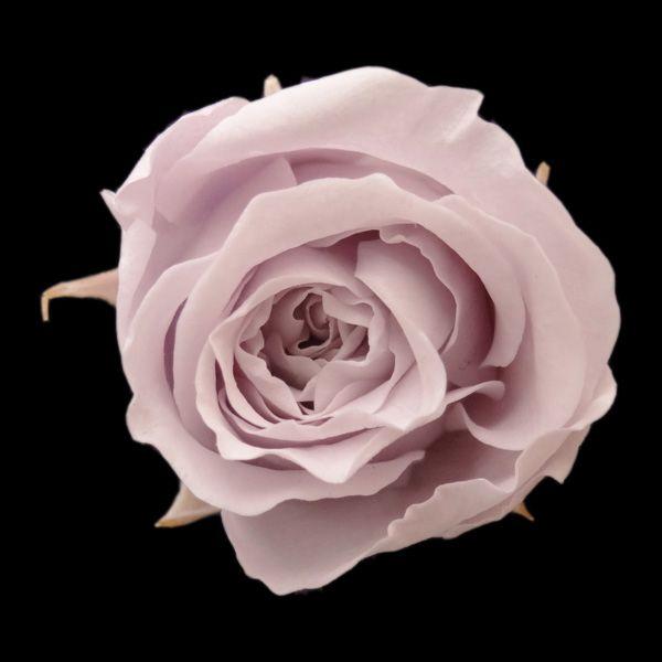 ピッコラブロッサムローズ ソフトライラック 小分け 1輪入 プリザーブドフラワー 材料 花材 X1 Fl 041 43 お花の贈り物そらーる 通販 Yahoo ショッピング