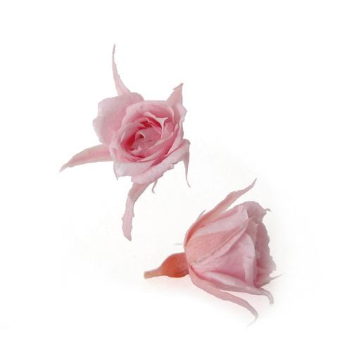 そらプリ マイクロローズ ベイビーピンク 小分け 4輪 プリザーブドフラワー 花材 極小バラ 小さい ミニバラ