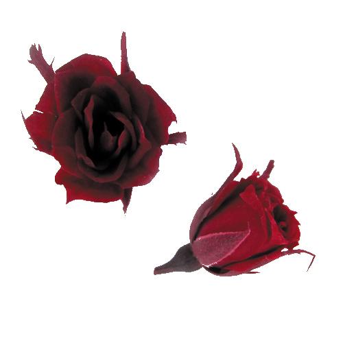 そらプリ マイクロローズ ワイン 小分け 4輪入 プリザーブドフラワー 花材 極小バラ ミニバラ 赤 フロールエバー 74 Off