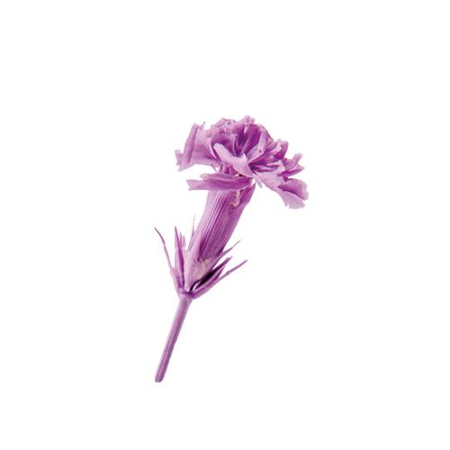 極小 プリザーブドフラワー 花材 マイクロ カーネーション ラベンダー 小分け 4輪 材料 母の日 紫 小さい ハーバリウム 花 箱 X1 Fl 1400 14 お花の贈り物そらーる 通販 Yahoo ショッピング