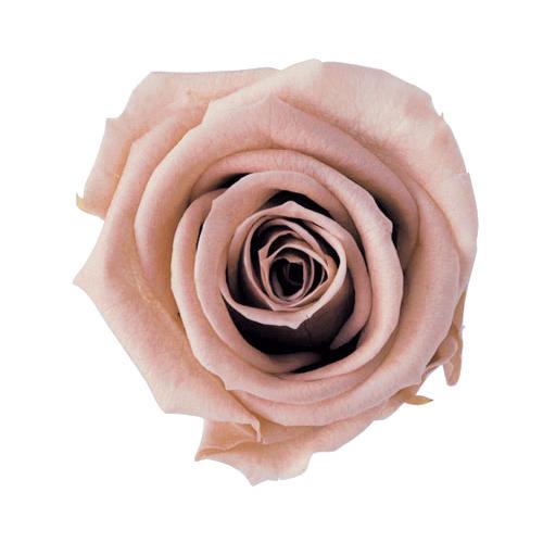 プリザーブドフラワー 花材 メディアナローズ ヘーゼルナッツ 小分け 1輪 フロールエバー 大きい バラ X1 Fl0300 44 お花の贈り物そらーる 通販 Yahoo ショッピング