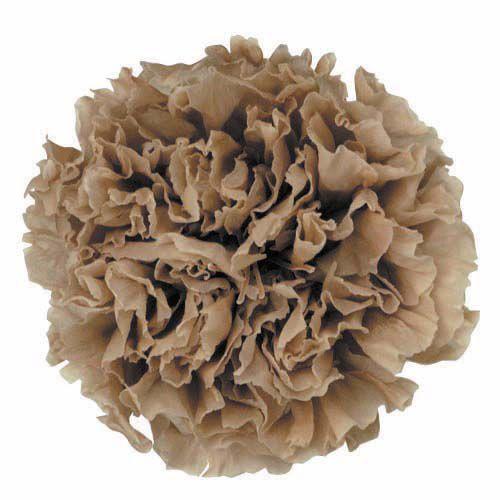 スタンダードカーネーション ヘーゼルナッツ 小分け 1輪入 プリザーブドフラワー 材料 花材 X1 Fl1110 44 お花の贈り物そらーる 通販 Yahoo ショッピング