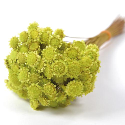 ドライフラワー 花材 マーガレット ライトグリーン 小分け 材料 資材 フロールエバー X1 Fldr0005 770 お花の贈り物そらーる 通販 Yahoo ショッピング