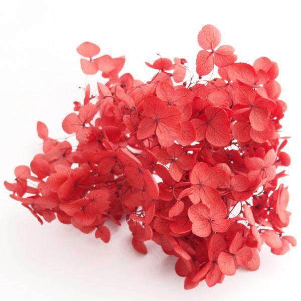 プリザーブドフラワー 花材 アナベル アジサイ レッド バラ売り 赤 大地農園 紫陽花 X1 Oh 301 お花の贈り物そらーる 通販 Yahoo ショッピング