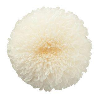 プリザーブドフラワー 花材 菊 ポンポン菊 ミディー 白 小分け 1輪 バラ売り ホワイト 花 菊 マム 大地農園 X1 Oh 010 お花の贈り物そらーる 通販 Yahoo ショッピング