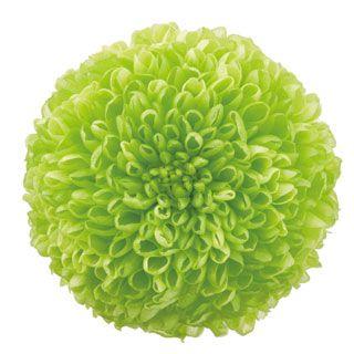 プリザーブドフラワー 花材 菊 ポンポン菊 ミディー グリーン 小分け 1輪 バラ売り 緑 大地農園 菊 マム X1 Oh 700 お花の贈り物そらーる 通販 Yahoo ショッピング