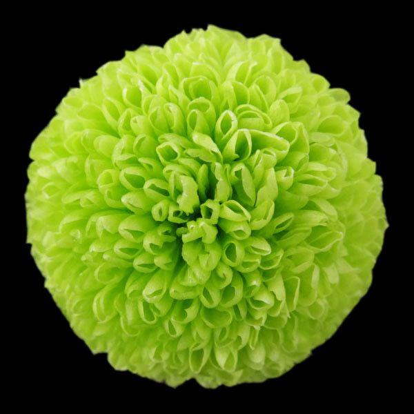 プリザーブドフラワー 花材 菊 ポンポン菊 ミディー グリーン 小分け 1輪 バラ売り 緑 大地農園 菊 マム X1 Oh 700 お花の贈り物そらーる 通販 Yahoo ショッピング